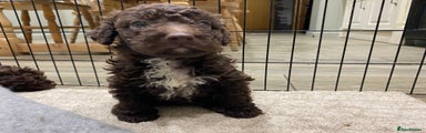 Lagotto Romagnolo Puppy 5