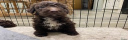 Lagotto Romagnolo dogs for sale: Lagotto Romagnolo puppies  - Advert 28