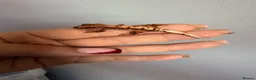 Gecko reptiles for sale: Baby crested gecko’s  - Advert 20