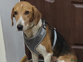 Mixed Breed dogs ❤️Radna-affectionate 2 year old Estonian Hound❤️ - Advert 3