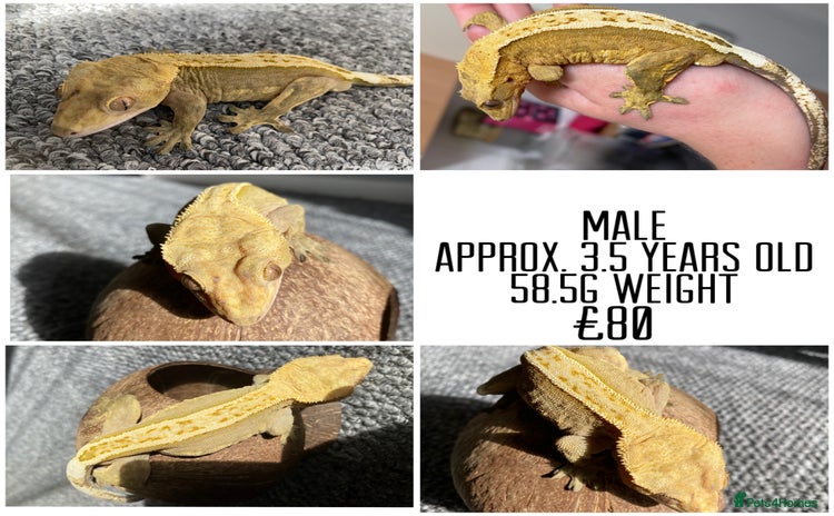 Gecko reptiles in Thetford - Advert 9