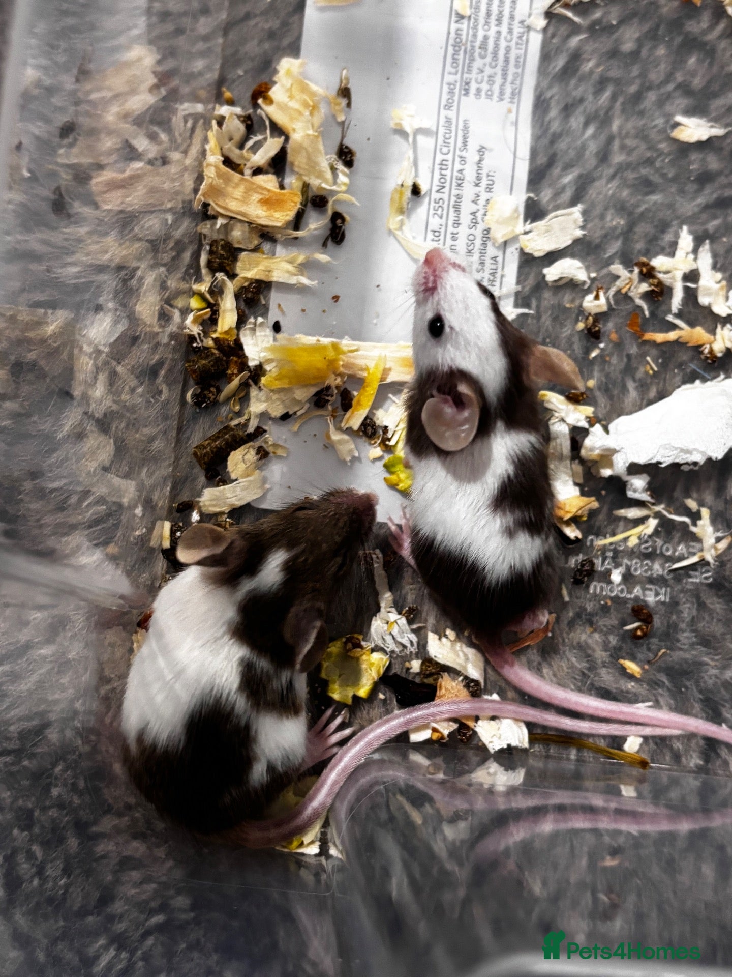 Mouse rodents Mixed boys/girl baby mice  - Advert 1