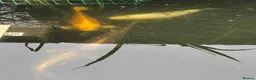Koi Carp fish for sale: Koi carp  in Middlesbrough - Advert 2
