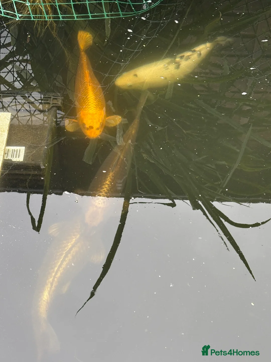 Koi Carp fish for sale: Koi carp  in Middlesbrough - Advert 2