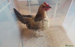 Chickens poultry for sale: Silkied Serama+Frizzled Pekin/Bantam roos & hens  - Image 9