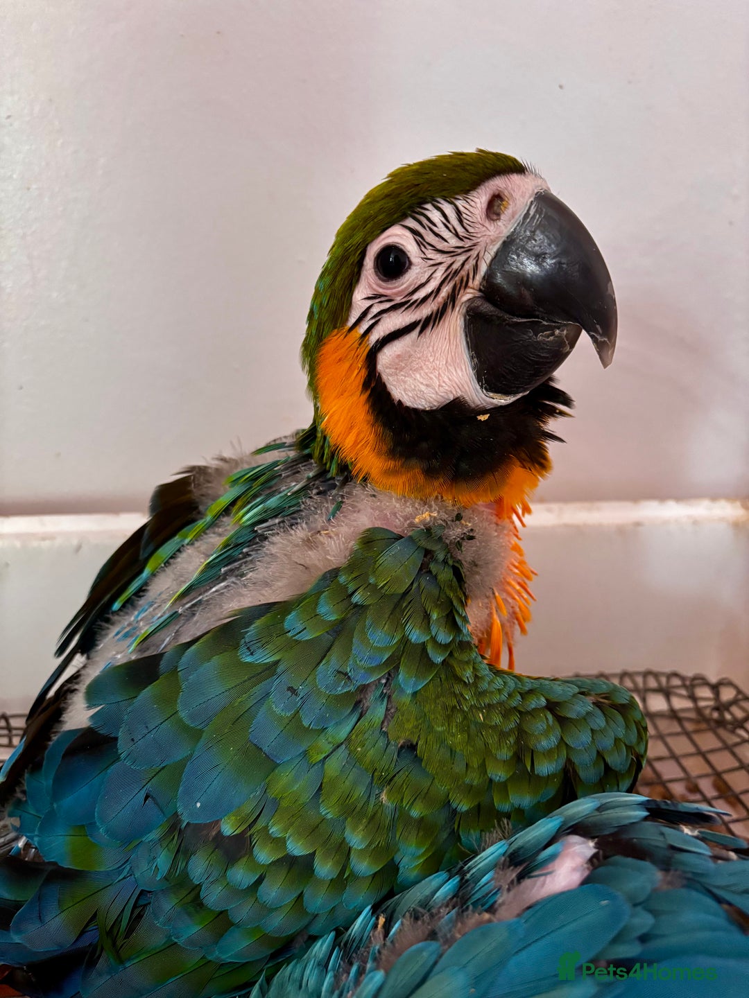 Macaws birds for sale: Baby Blue And Gold Macaw - Image 7