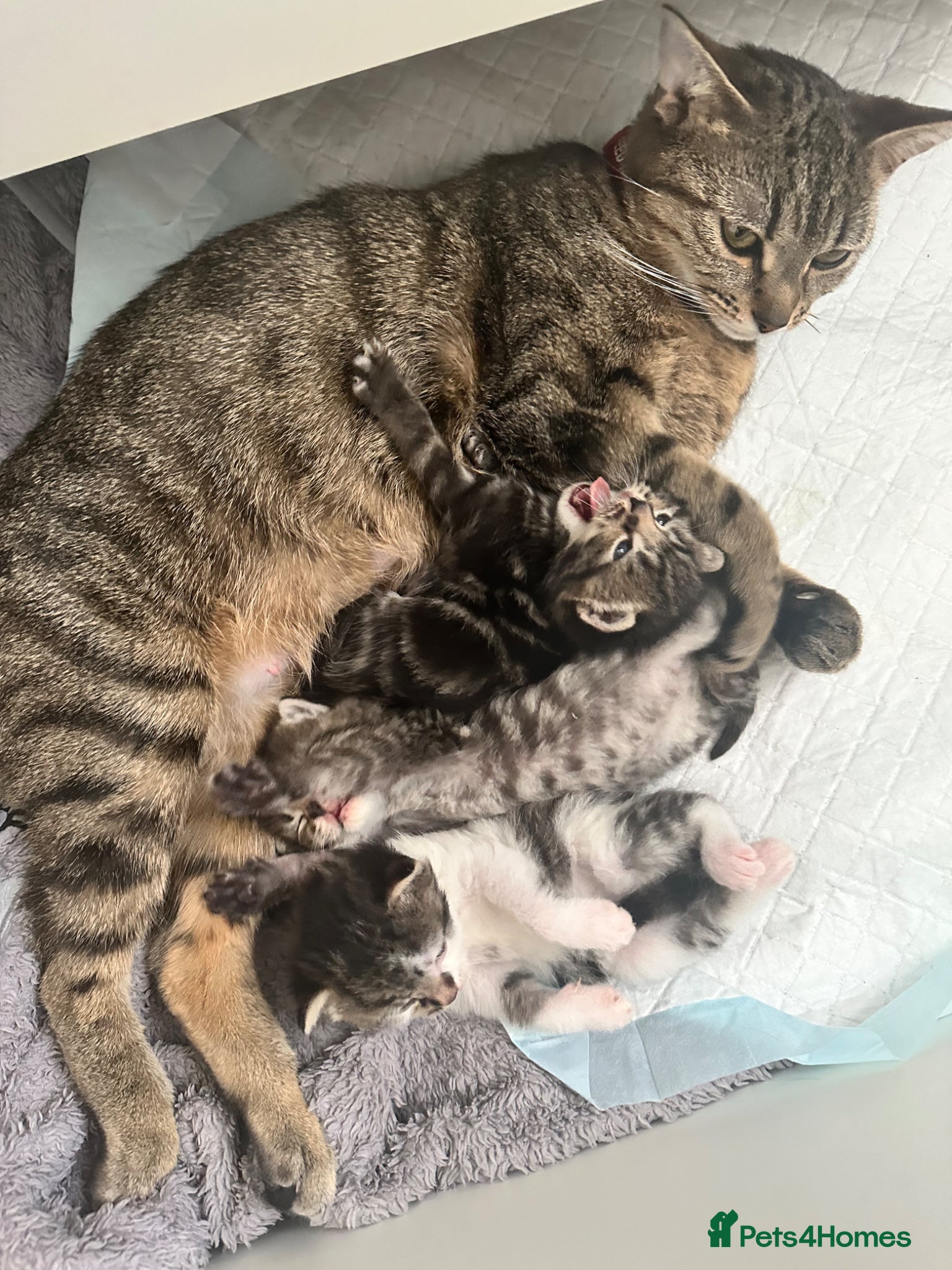 Mixed Breed cats Absolutely gorgeous female kitten for sale - Advert 16