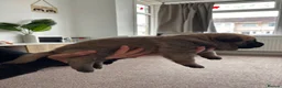 Mixed Breed dogs for sale: Malinois x GSD Puppies | Health Checked in Fleetwood - Advert 10
