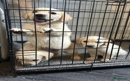 Golden Retriever dogs for sale: Adorable golden retrievers - Image 2