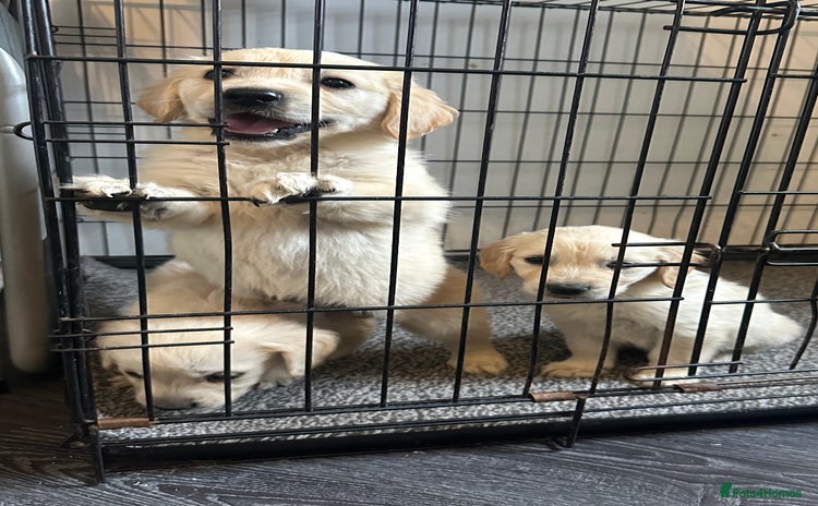 Golden Retriever dogs - Advert 1