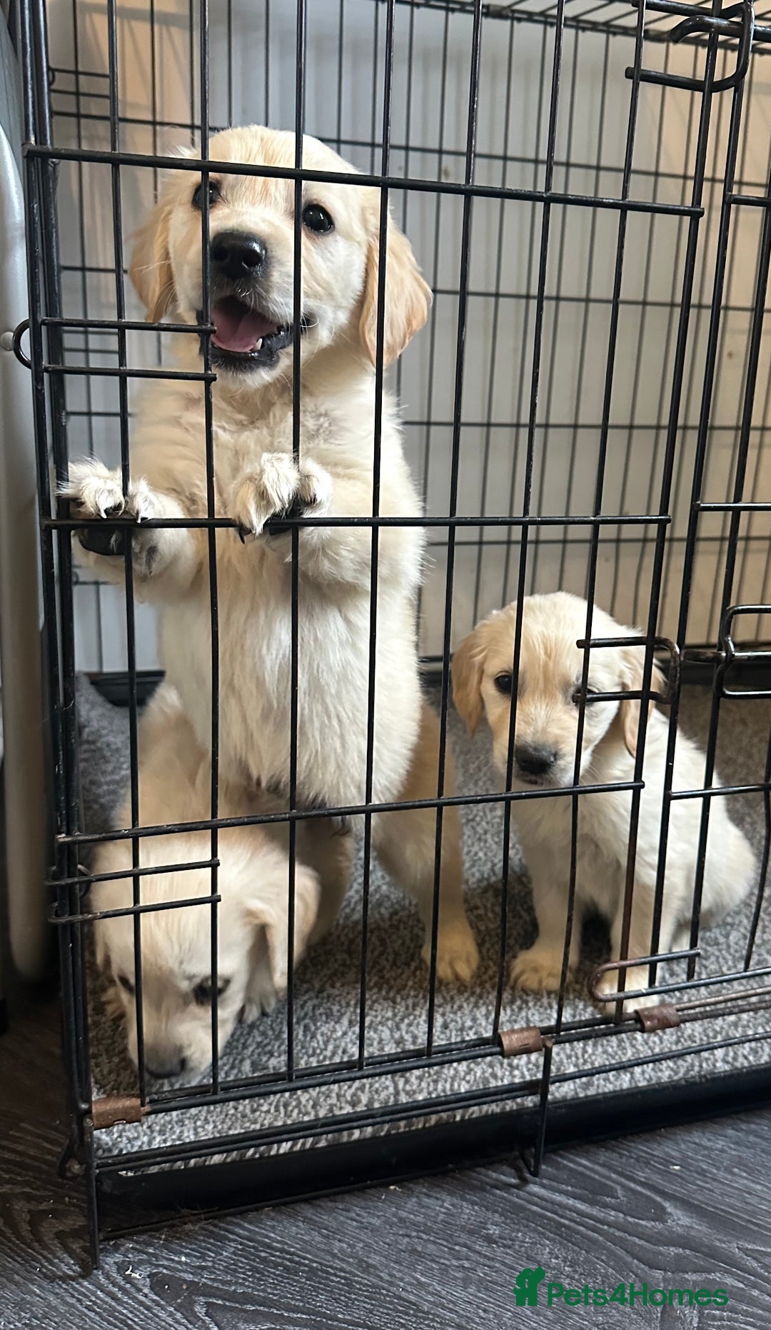 Golden Retriever dogs for sale: Adorable golden retrievers - Image 2