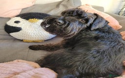 Miniature Schnauzer dogs for sale: Male Miniature Schnauzer - Advert 1