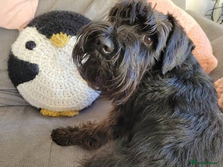 Miniature Schnauzer dogs for sale: Male Miniature Schnauzer - Advert 1