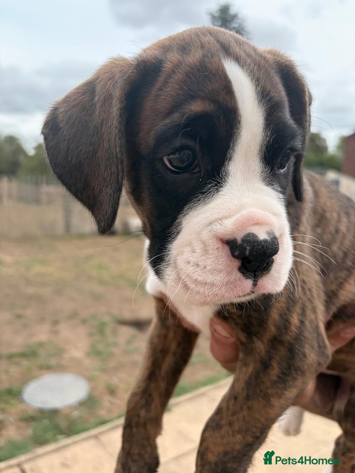 Boxer dogs 9 Beautiful Boxer Puppies - Advert 7