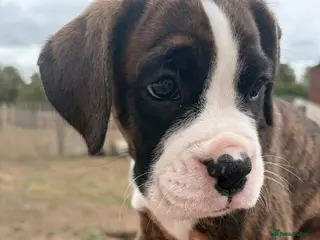 Boxer dogs 9 Beautiful Boxer Puppies - Advert 5