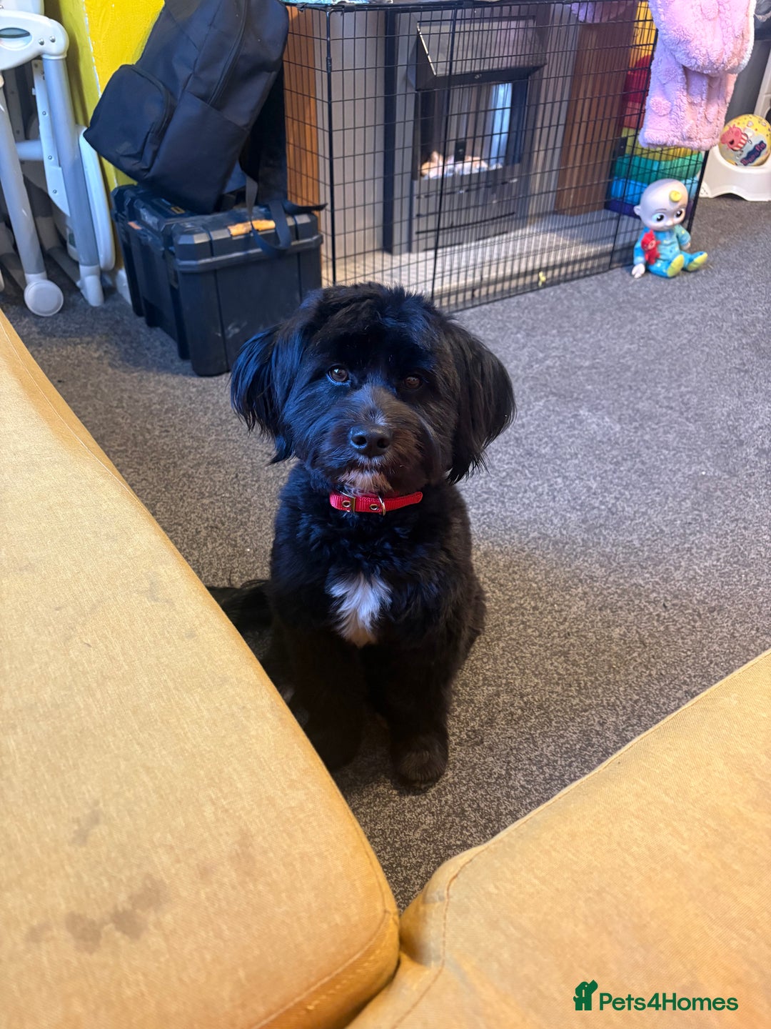 Mixed Breed dogs for sale: Female dog  - Advert 1