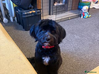 Mixed Breed dogs Female dog - Advert 10