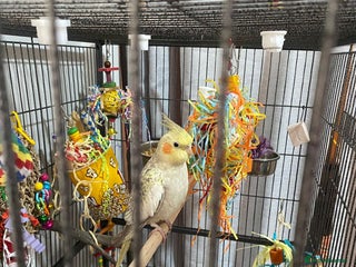 Cockatiels birds - Advert 15