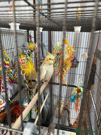 Cockatiels birds - Advert 2