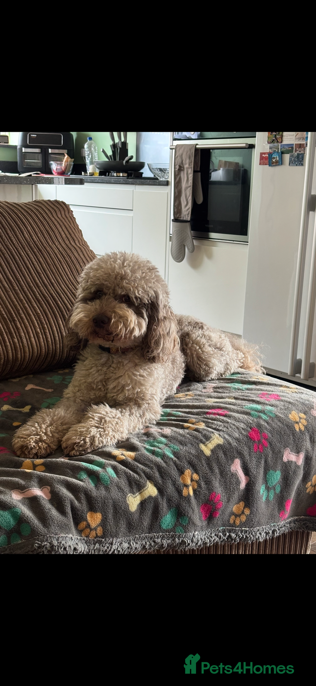 Cockapoo dogs for sale: Premium F2B BLUE EYES Cockapoos/chocolate merle - Advert 7