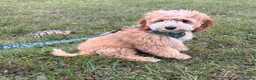 Labradoodle dogs for sale: Absolutely beautiful, F1bb Miniature Labradoodles  - Advert 31