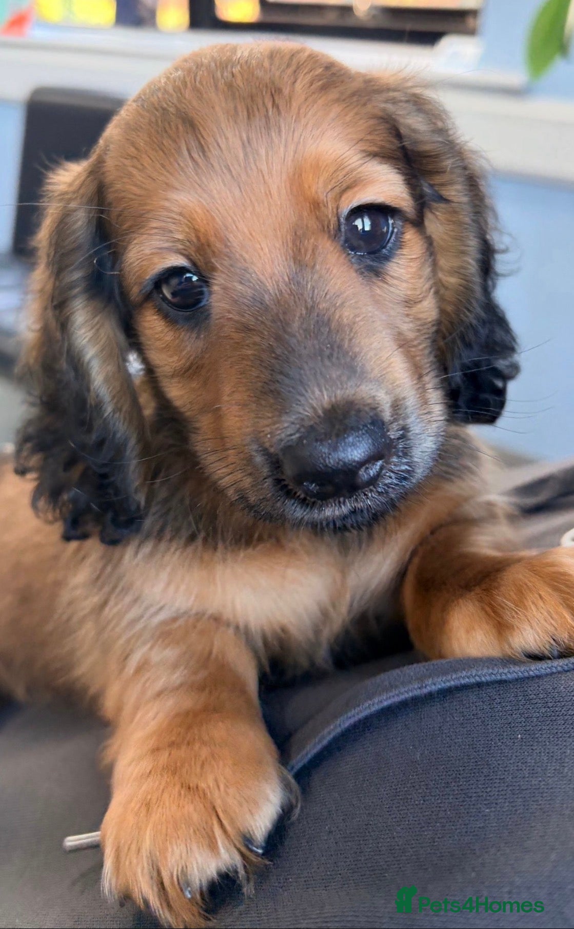 Miniature Dachshund dogs Beautiful long hair miniature dachshund pups - Advert 4