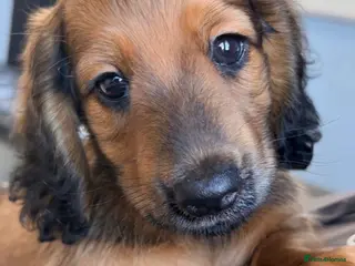 Miniature Dachshund dogs Beautiful long hair miniature dachshund pups - Advert 4