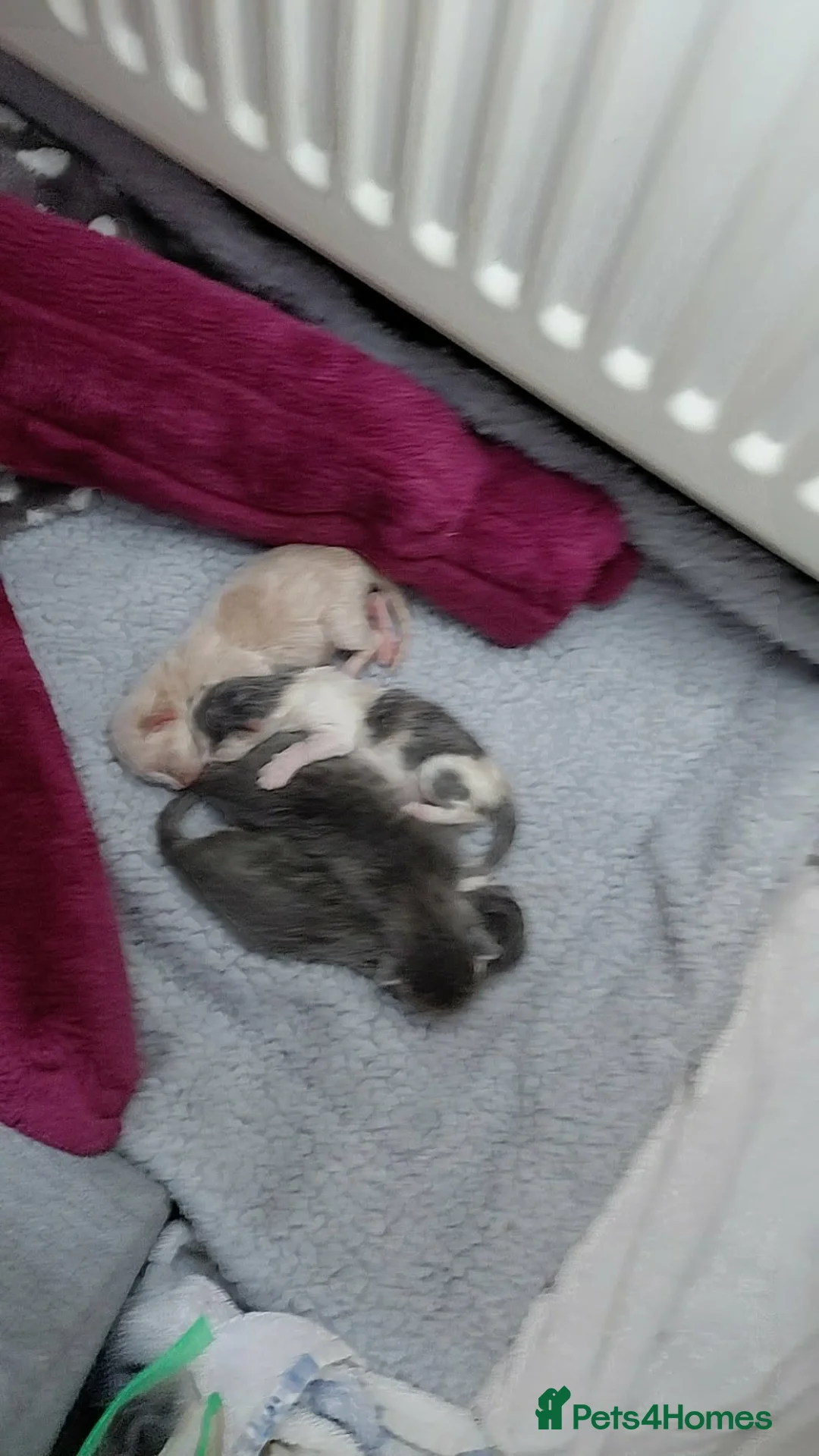 Maine Coon cats for sale: DUE TO GIVE BIRTH Gorgeous 1/4 Maine coon kittens - Advert 2