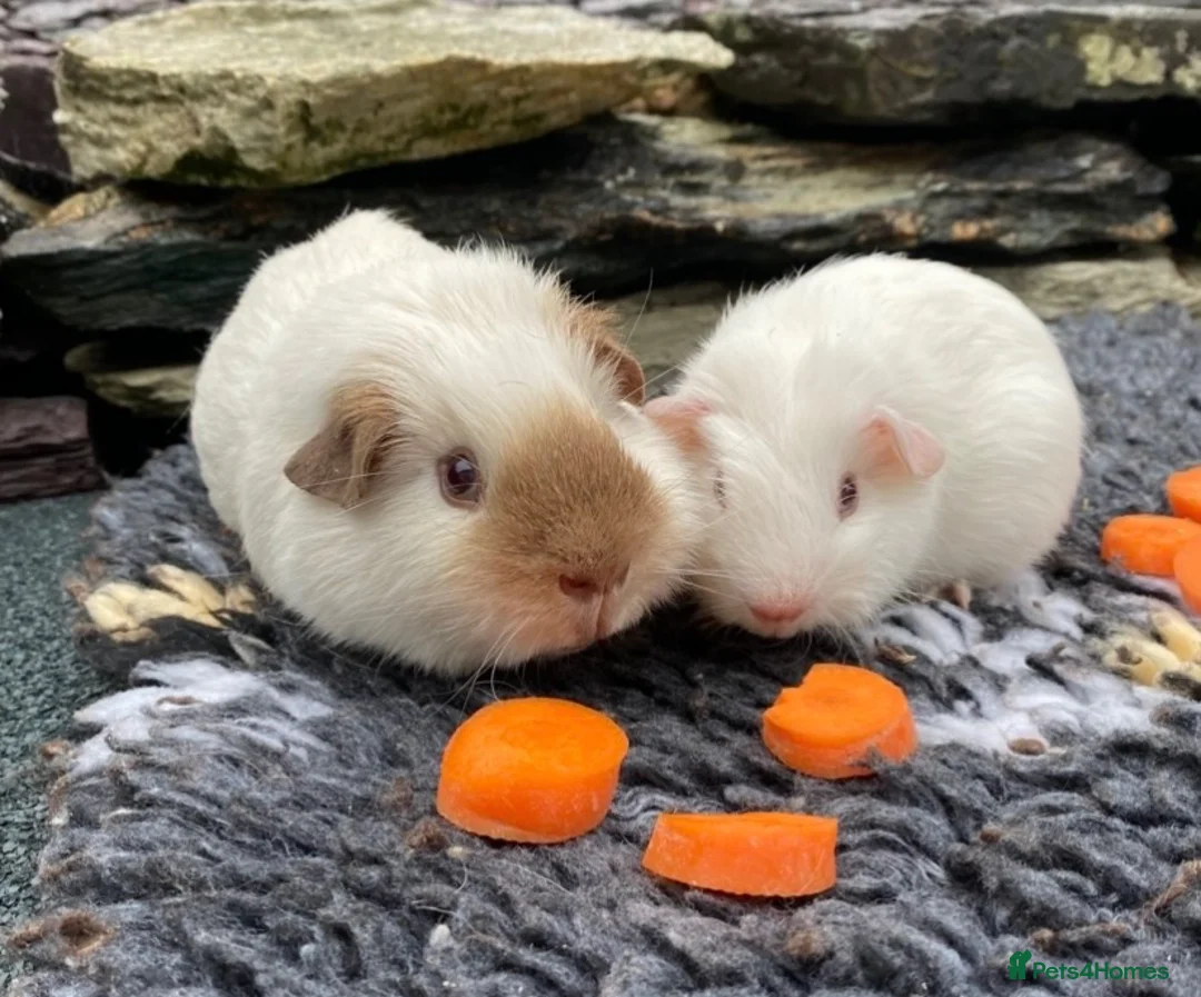 Guinea Pig rodents for sale: Bonded baby boys  - Advert 2