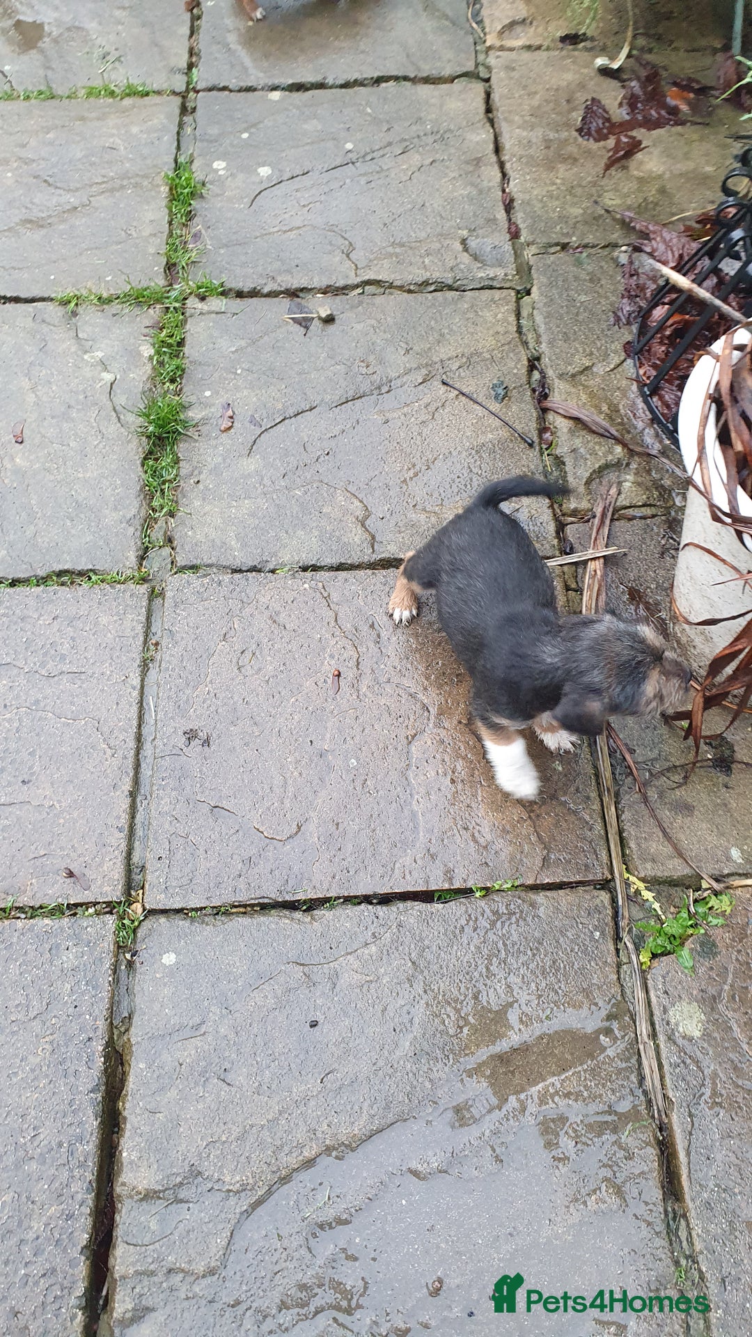 Mixed Breed dogs for sale: Gorgeous  terrier  puppies! - Advert 4