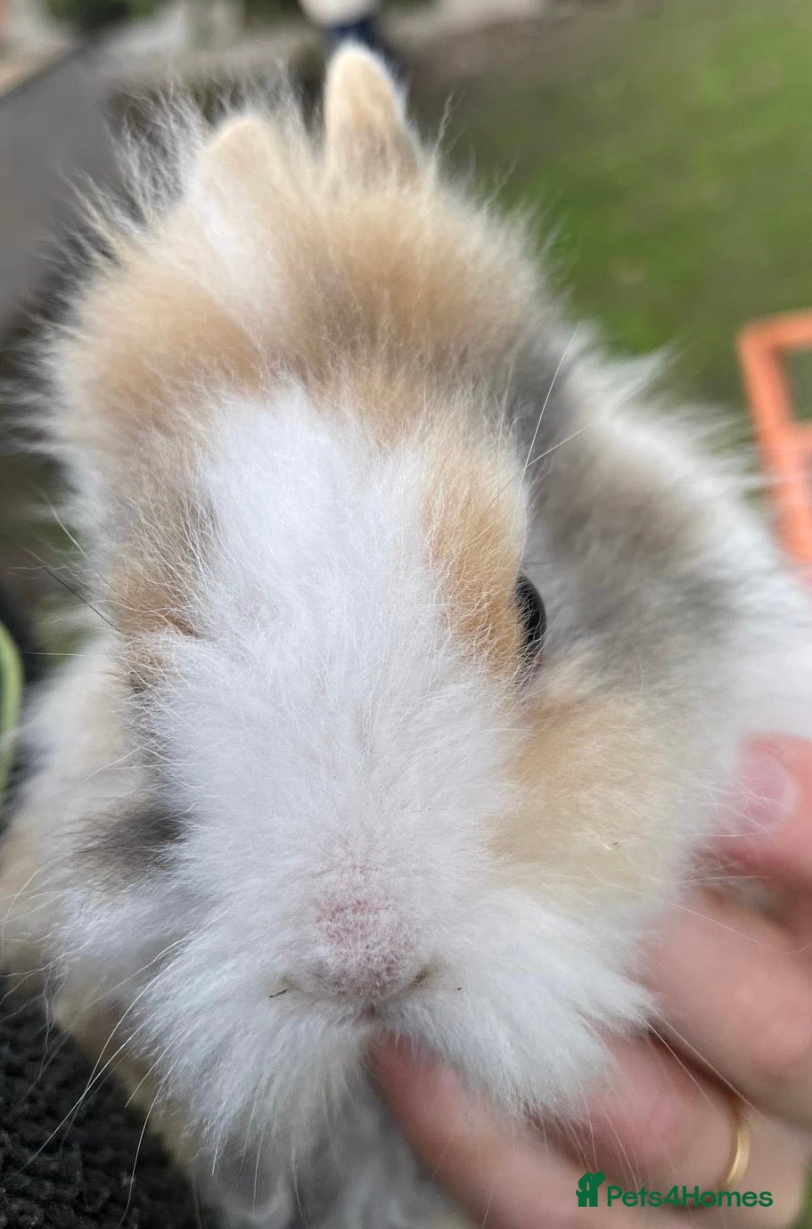 Lionhead rabbits Double-maned Lionhead Bunnies  - Advert 3