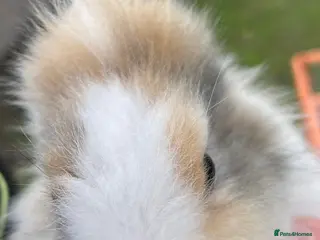 Lionhead rabbits Double-maned Lionhead Bunnies - Advert 3