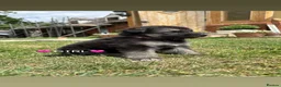 German Shepherd dogs for sale: Beautiful German Shepherd puppies for sale in Stanford-le-Hope - Advert 15
