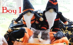 Maine Coon cats for sale: FABULOUS FLUFFY PEDIGREE MAINE COON KITTENS - Image 4