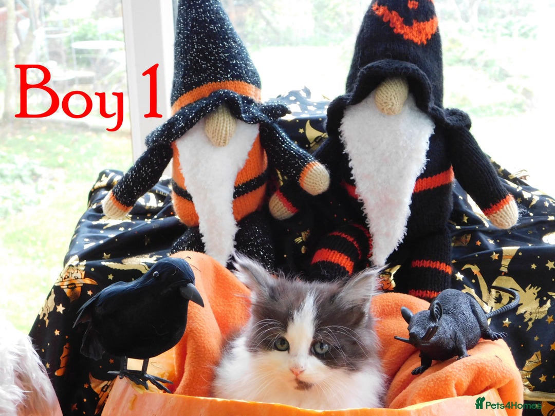 Maine Coon cats for sale: FABULOUS FLUFFY PEDIGREE MAINE COON KITTENS - Image 4