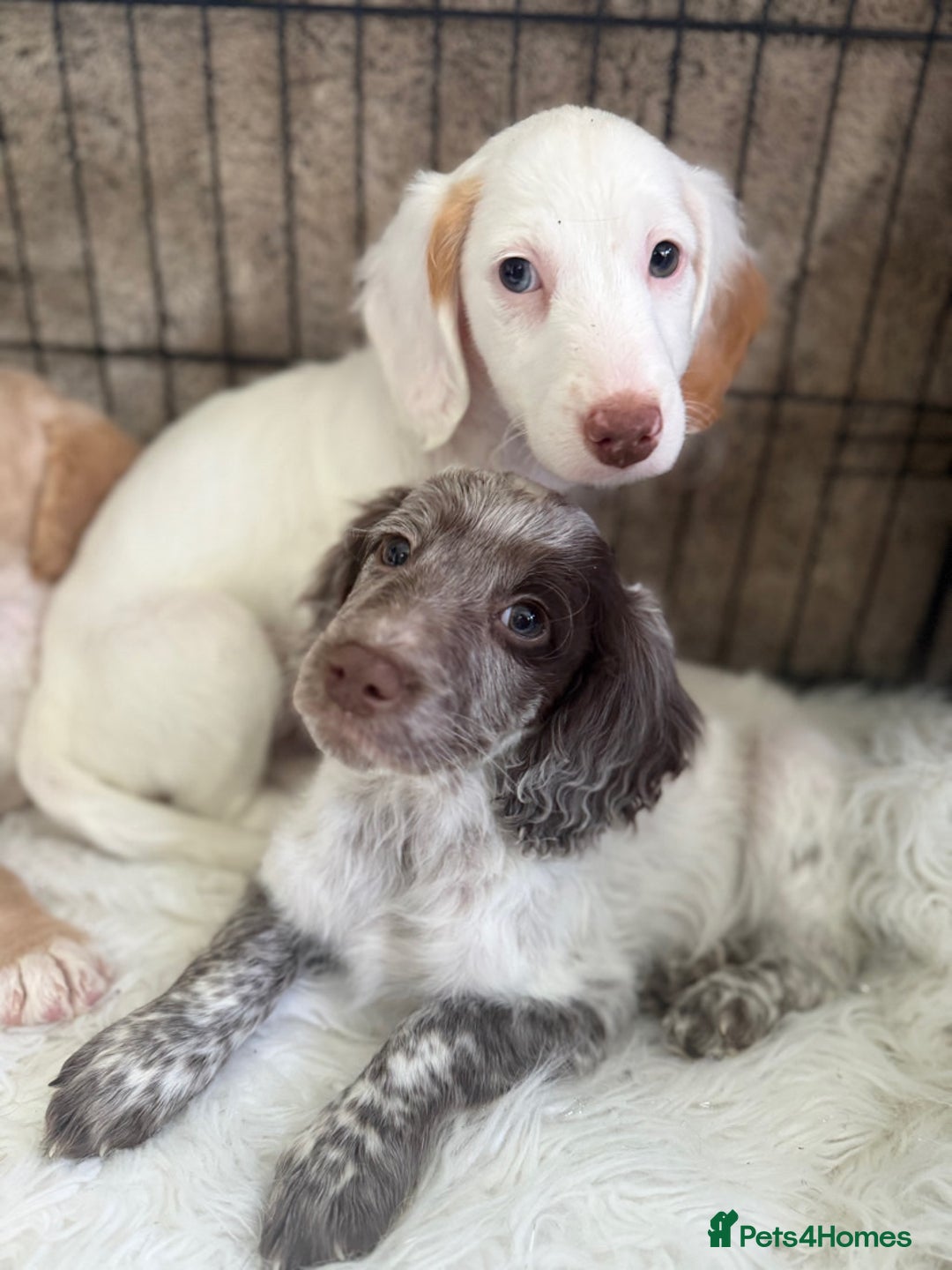 Cockapoo dogs for sale: F1b Cockapoo puppies - Advert 6