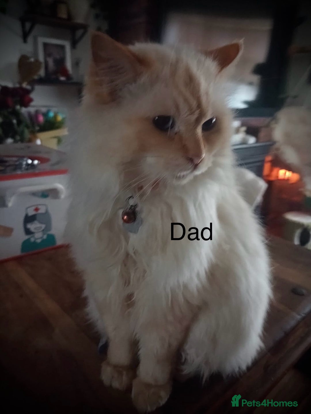 Ragdoll cats for sale: Beautiful Ragdoll kittens, ready now - Advert 7