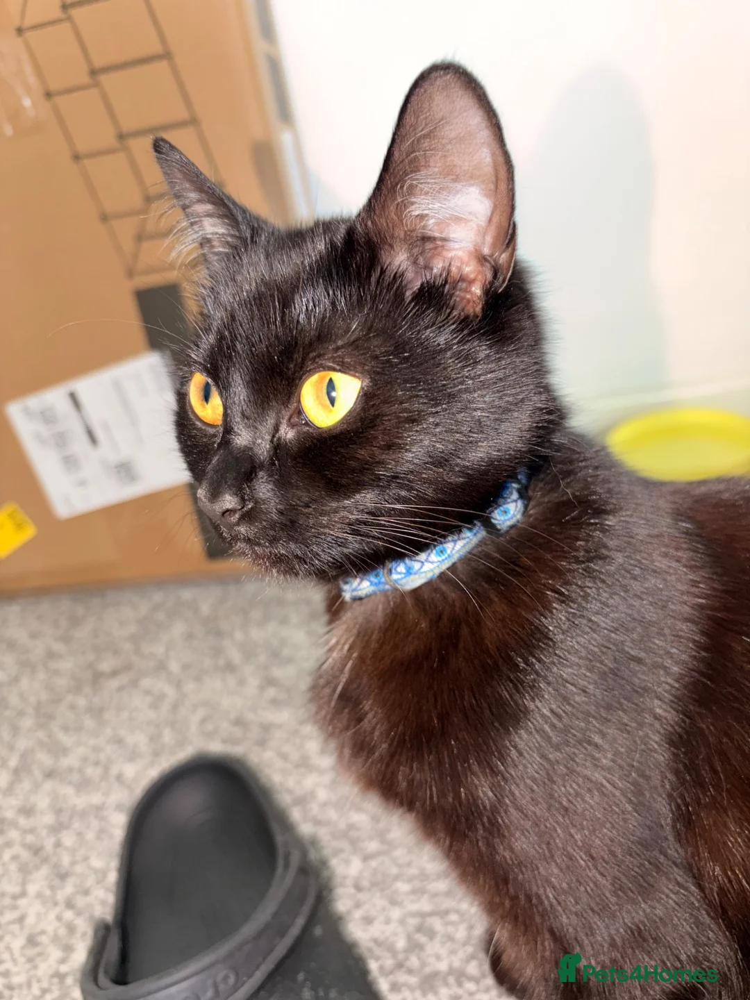 Mixed Breed cats for sale: 2 Boys 1 Girl Black/Grey Striped - Advert 2