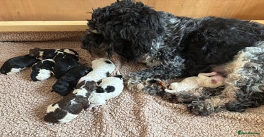 Cockapoo dogs - Advert 10