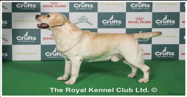 Labrador Retriever dogs - Advert 2