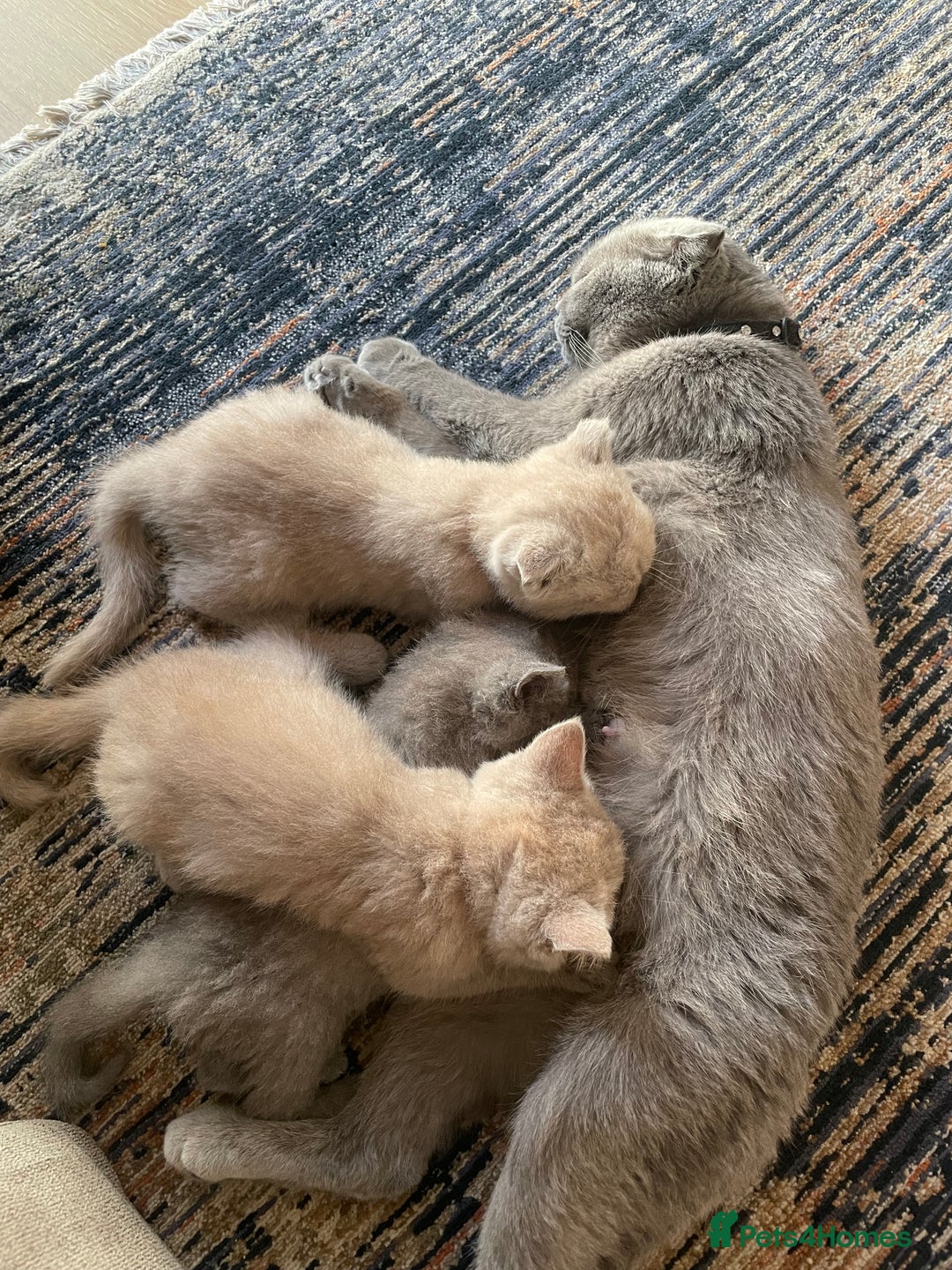 British Shorthair cats for sale: Four tiny heart-stealers looking for loving home - Image 18