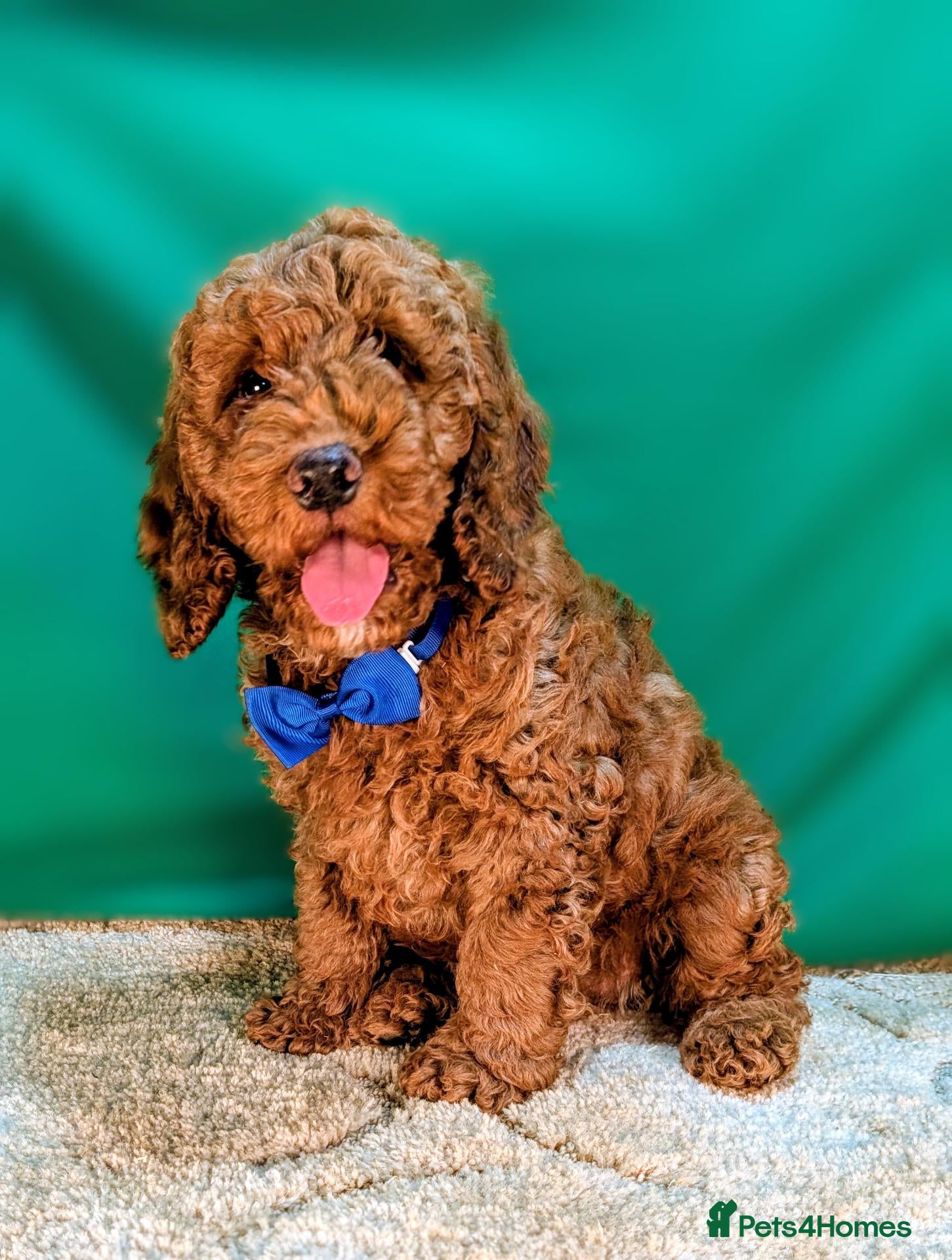Cockapoo dogs Beautiful F1B Cockapoos - Advert 1