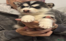 Utonagan dogs for sale: Siberian husky x alusky (malamute x husky) - Image 5