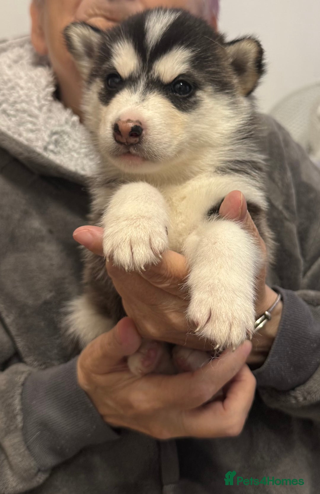 Utonagan dogs for sale: Siberian husky x alusky (malamute x husky) - Image 5