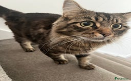 Mixed Breed cats for sale: 1 handsome boy for sale - Image 5