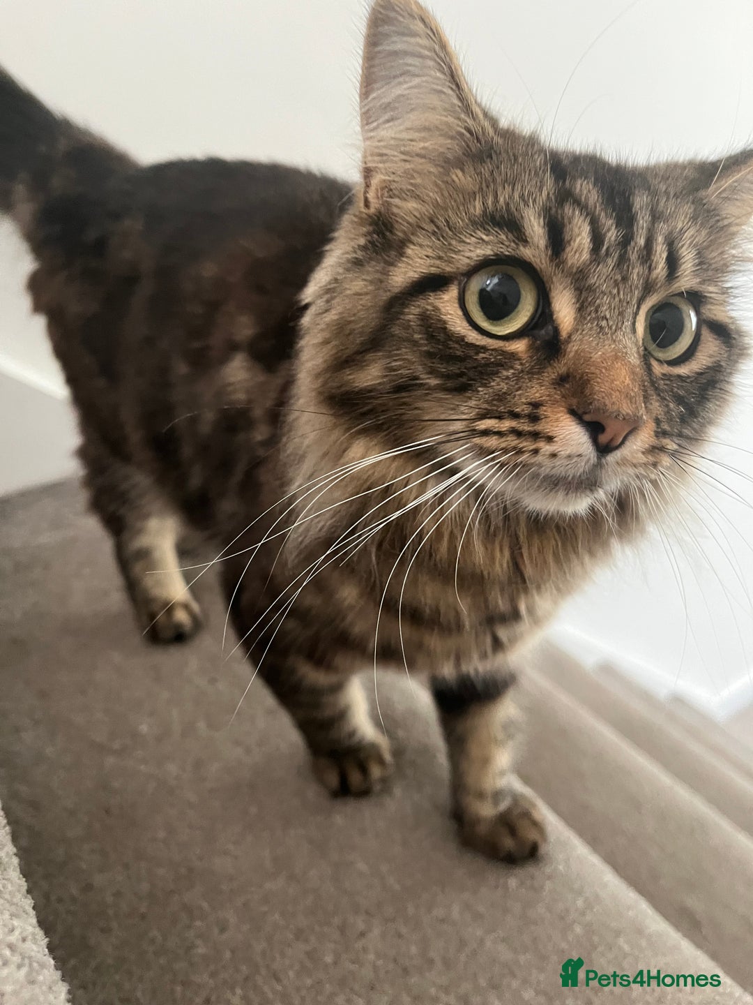 Mixed Breed cats for sale: 1 handsome boy for sale - Image 5