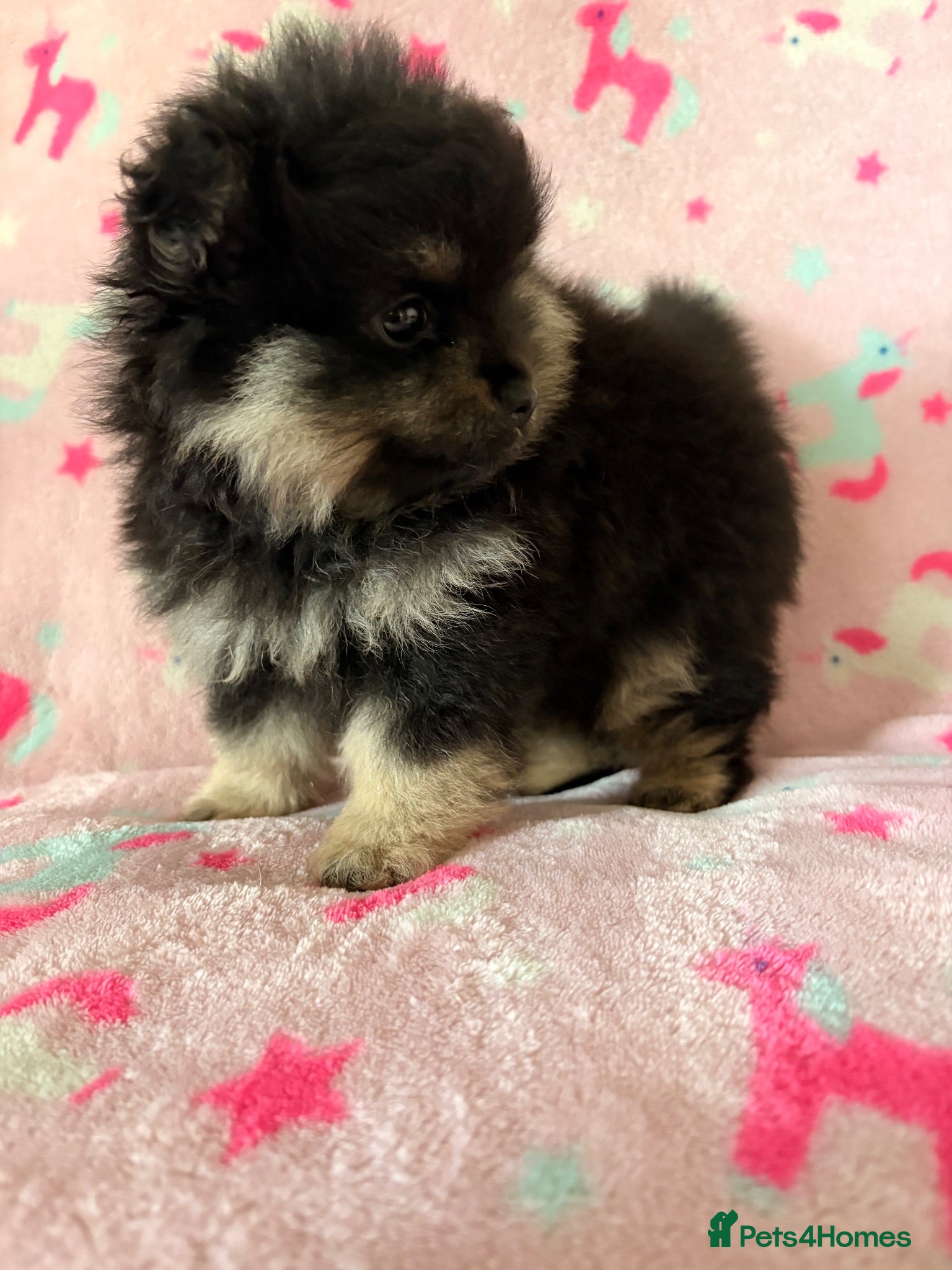 Pomeranian dogs Pom girl Ready now  - Advert 1