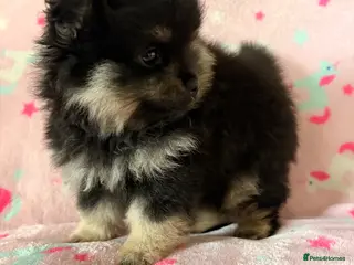 Pomeranian dogs Pom girl Ready now - Advert 2