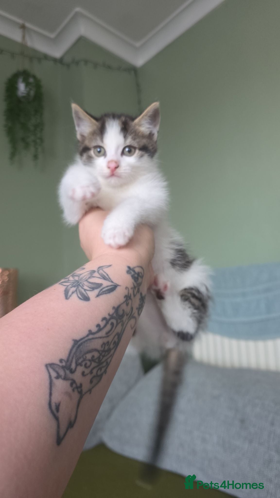 Ragdoll cats 4 beautiful kittens 🐾 - Advert 17