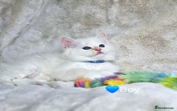 Ragdoll cats for sale: Pure Ragdoll Kittens - Image 5